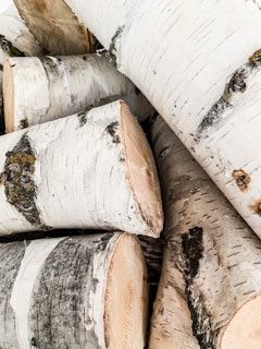 Several stacked logs with pale bark and dark markings, likely birch wood, showcasing the natural texture and grain of the wood.