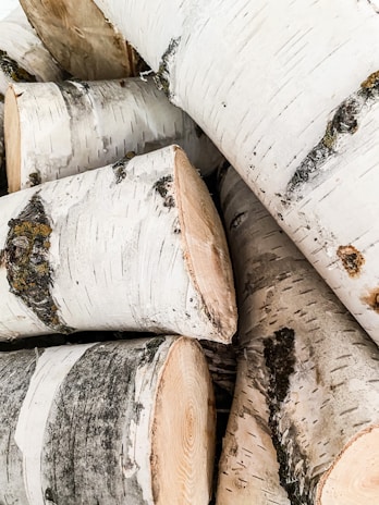 Several stacked logs with pale bark and dark markings, likely birch wood, showcasing the natural texture and grain of the wood.