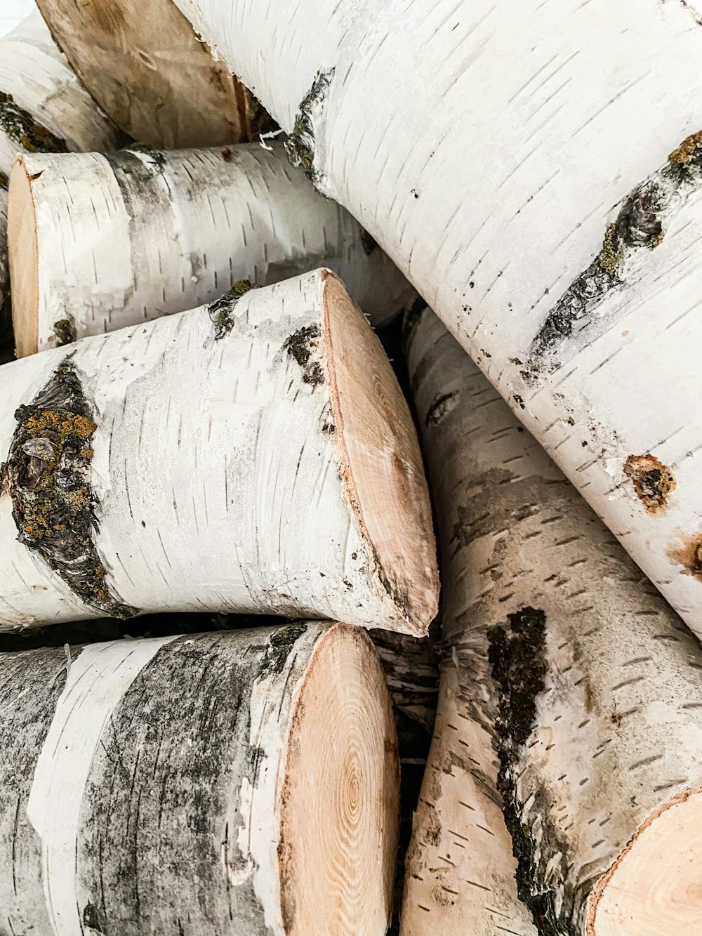 white and brown tree trunk