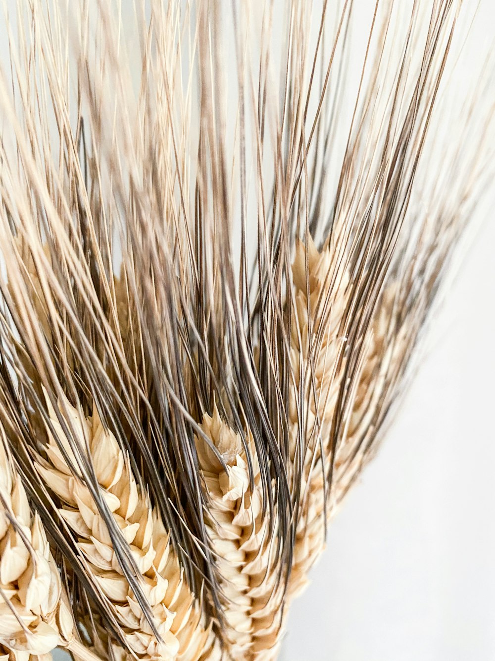 brown wheat in close up photography