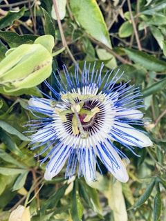 A vibrant passionflower with striking blue and white petals surrounded by lush green foliage. The flower's intricate design features a central ring of dark maroon, with a crown of slender blue filaments extending outward.