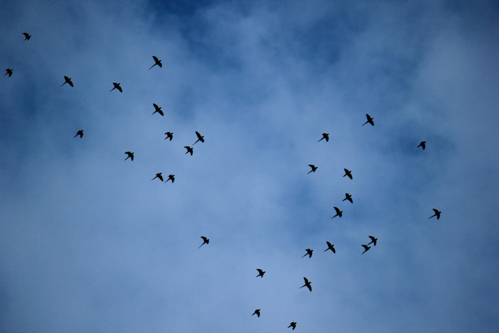 flock of birds flying under blue sky during daytime