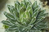 A close-up of a succulent with intricate leaf patterns.
