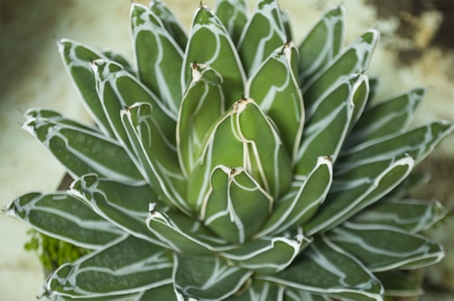 A close-up of a succulent with intricate details.