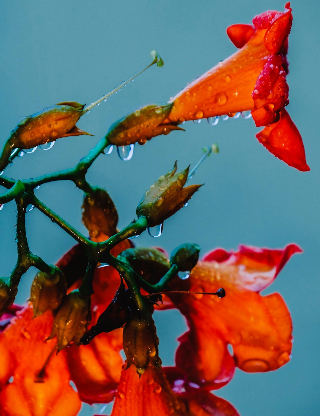 red flower in macro shot