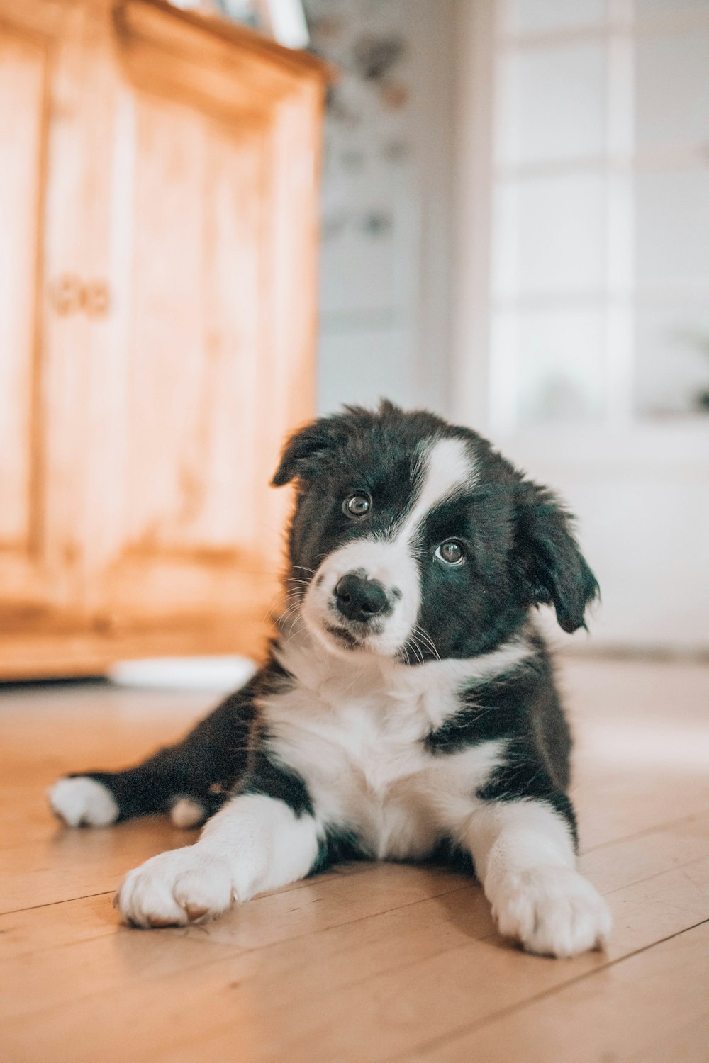 black and white border collie puppy lying on floor