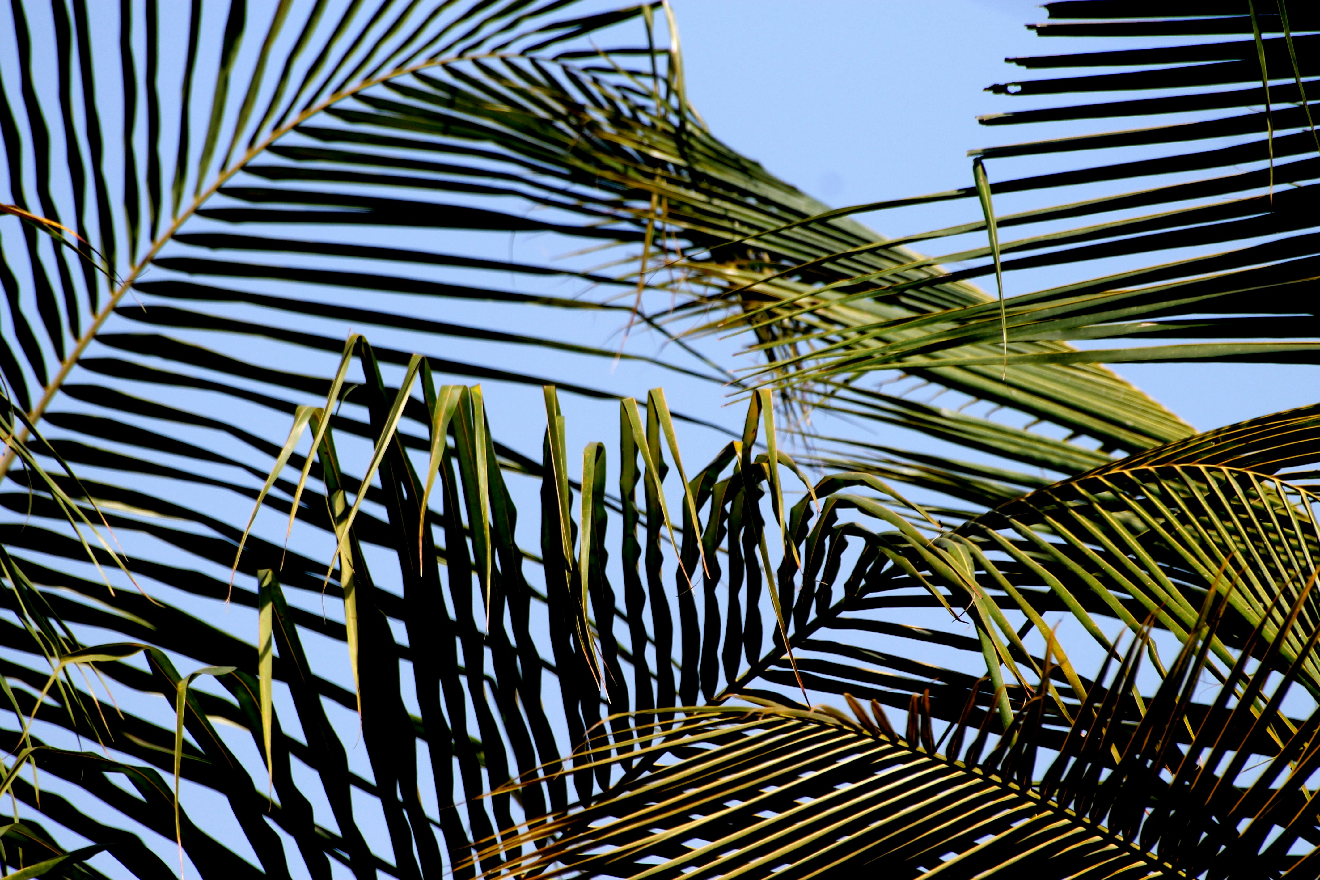 Photo by vijay_kumar_gaba