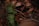 A collection of green and brown leaves intertwined with thin twigs and branches, set against a backdrop of natural stones. The scene is earthy and rich in textures, with a focus on the subtle variations in leaf color and form.