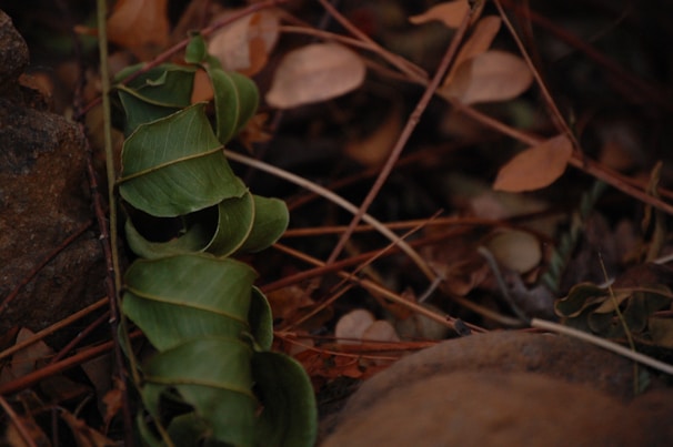 Natural elements like leaves and roots intertwined, softly lit to emphasize connection and balance.