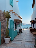 green cactus plant on blue plastic pot
