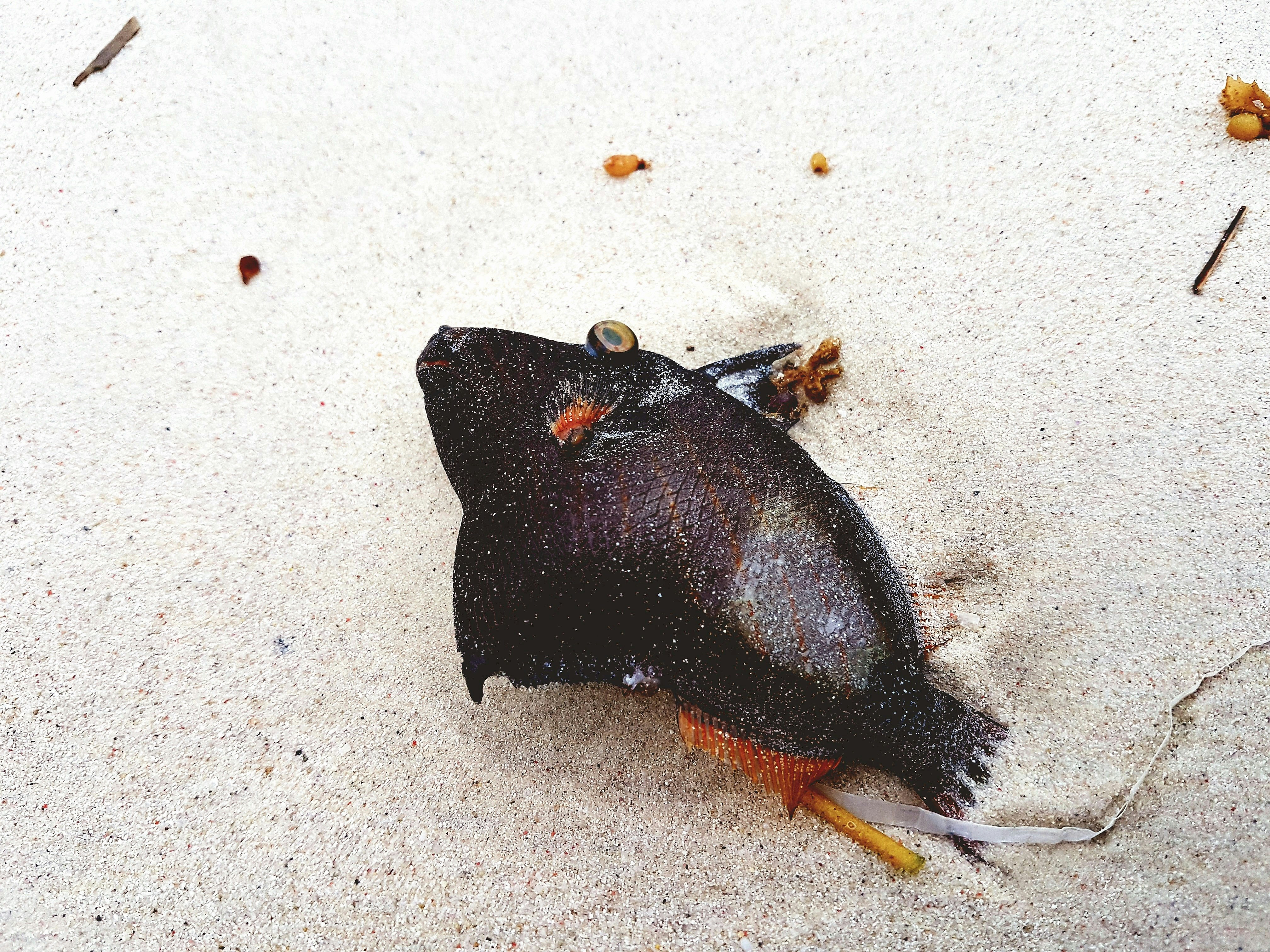 ikan hitam di atas pasir putih