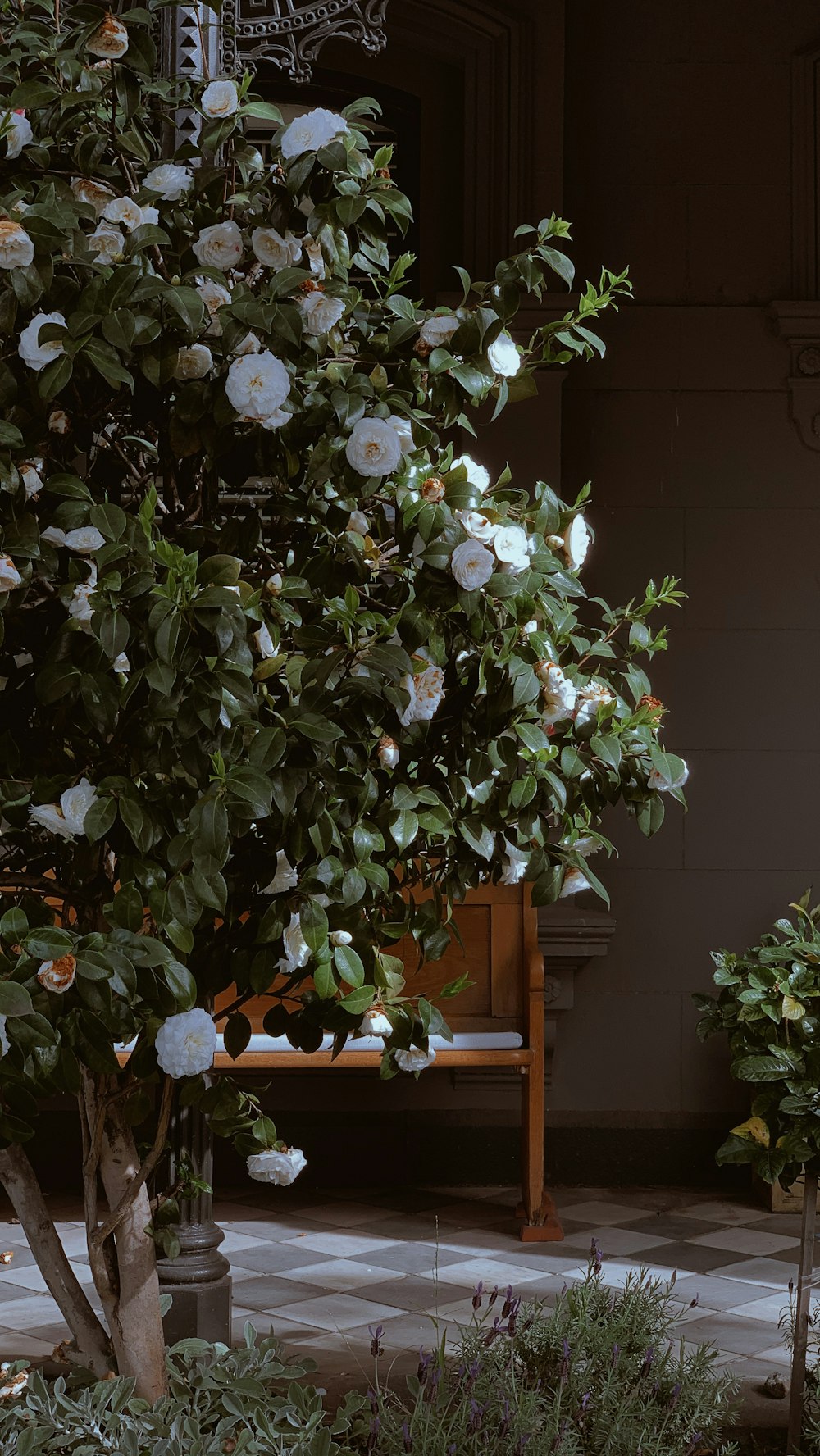 white petaled flower near brown wooden fence