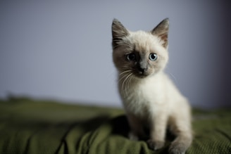 A close-up of a curious Russian Blue kitten with striking green eyes sitting on a soft blanket.