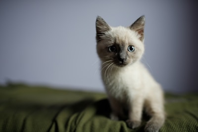 A close-up of a curious Russian Blue kitten with striking green eyes sitting on a soft blanket.