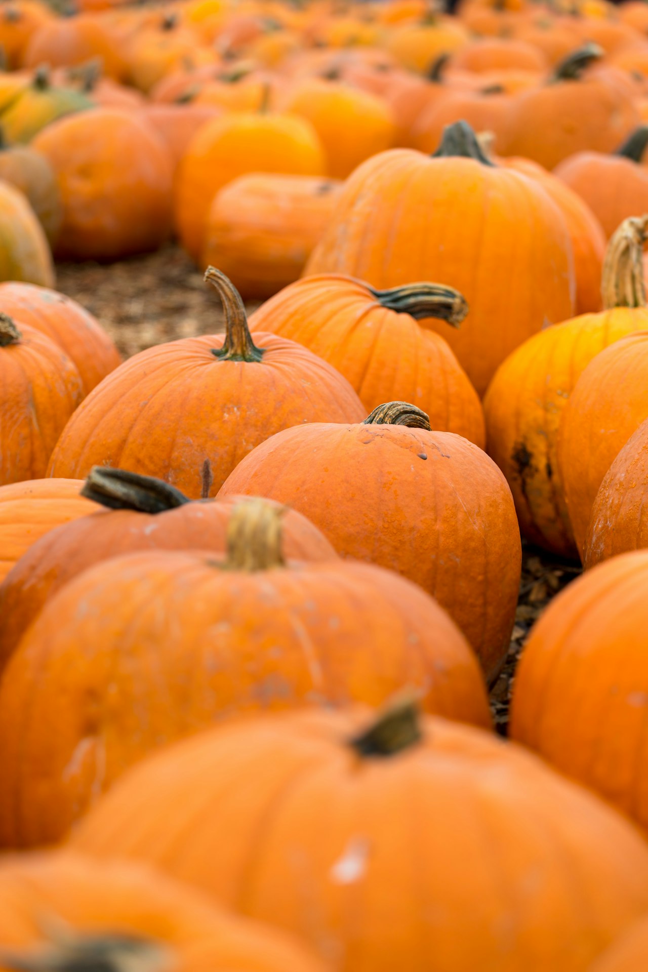 Fall in Arlington: Where to Pick the Perfect Pumpkin & Apple