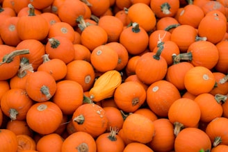 orange and yellow pumpkins on ground