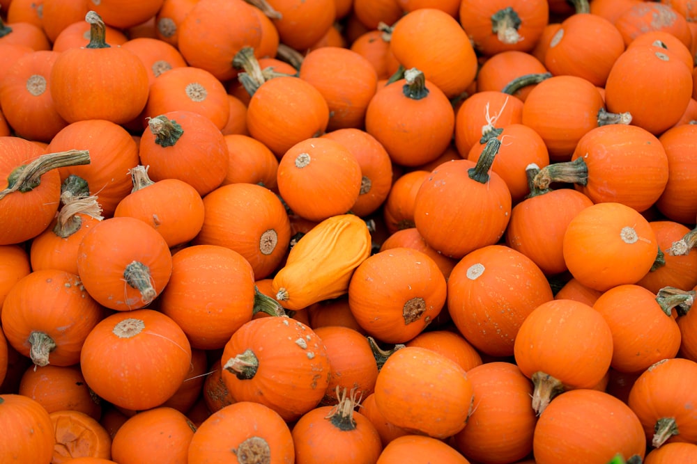 orange and yellow pumpkins on ground