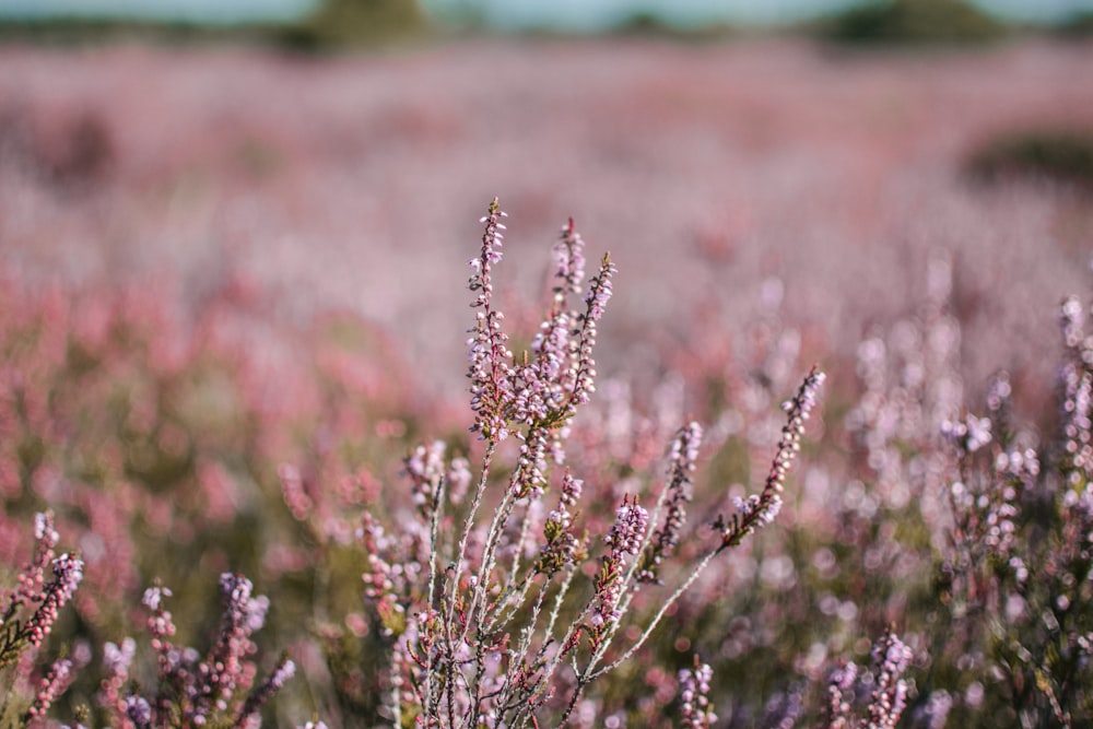 white and brown flower field during daytime