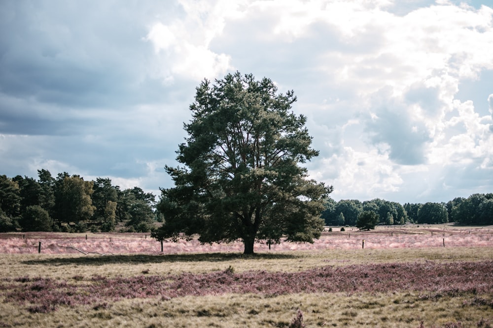 green tree on green grass field under white clouds during daytime