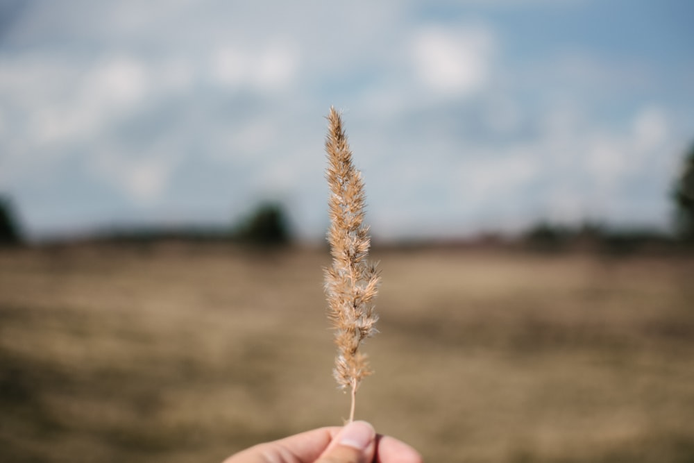 person holding brown wheat during daytime