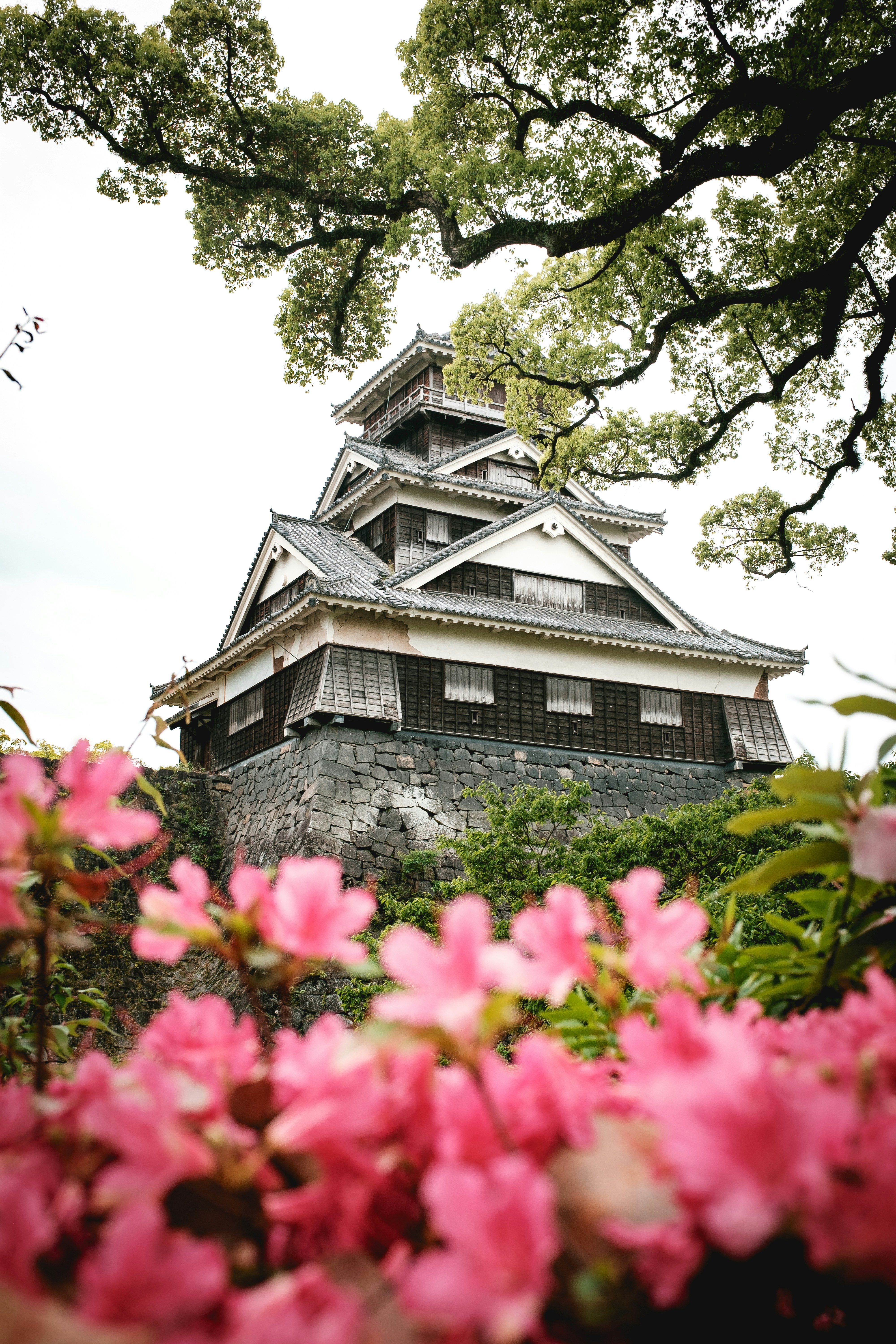 Gray And Black Concrete House Surrounded By Pink Flowers Photo Free Kumamoto Castle Image On Unsplash