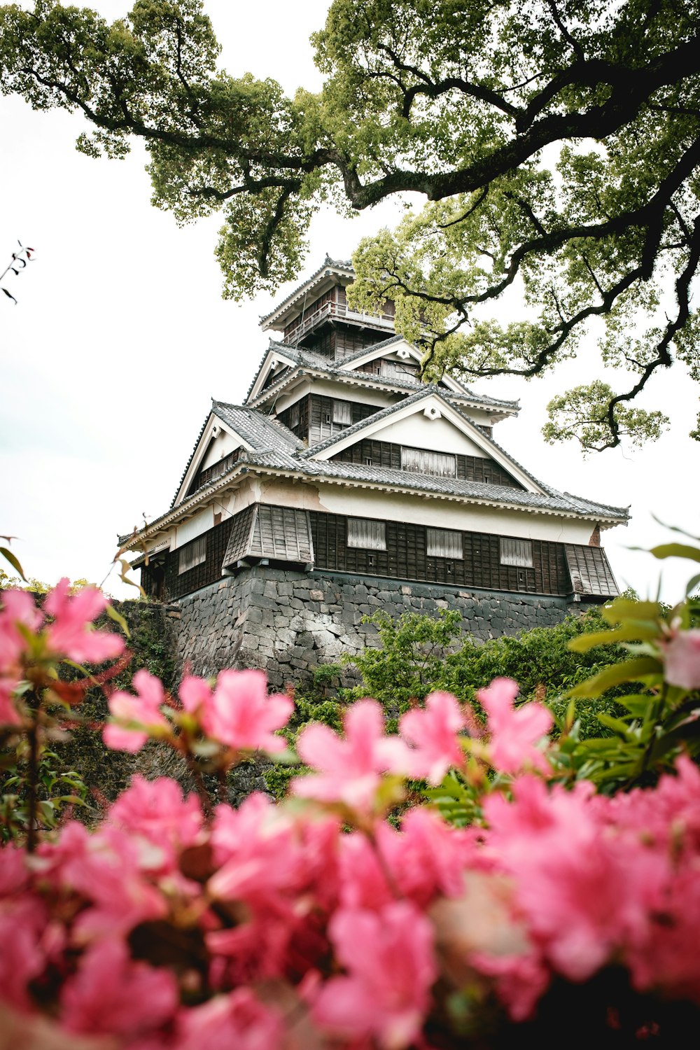 gray and black concrete house surrounded by pink flowers