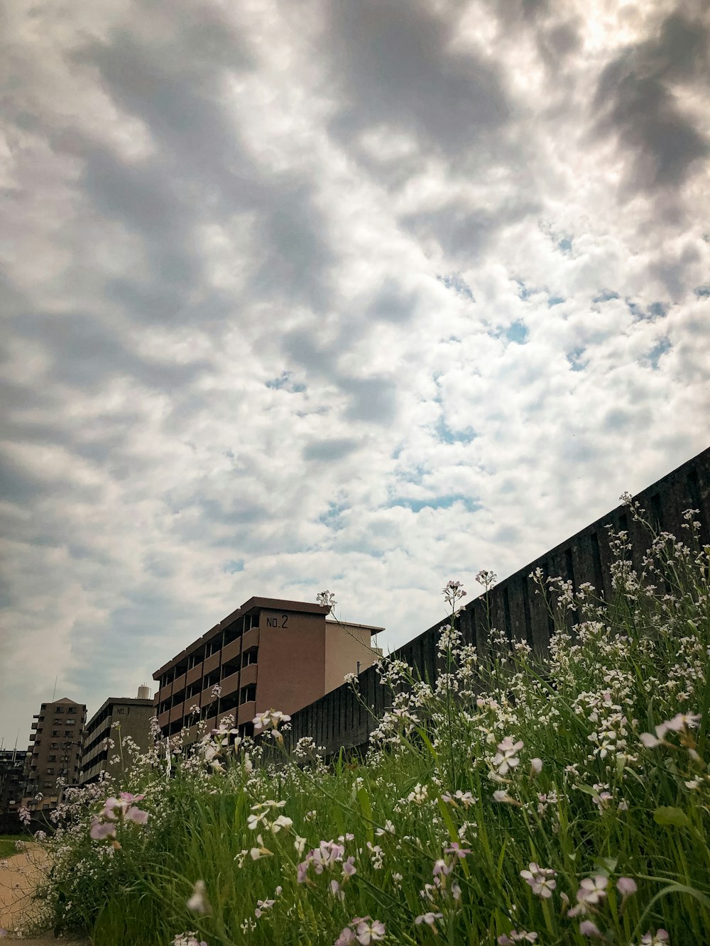 white flowers under cloudy sky during daytime