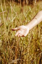 person holding brown grass during daytime