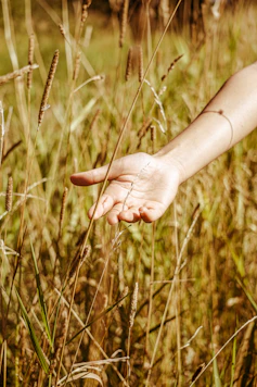 person holding brown grass during daytime