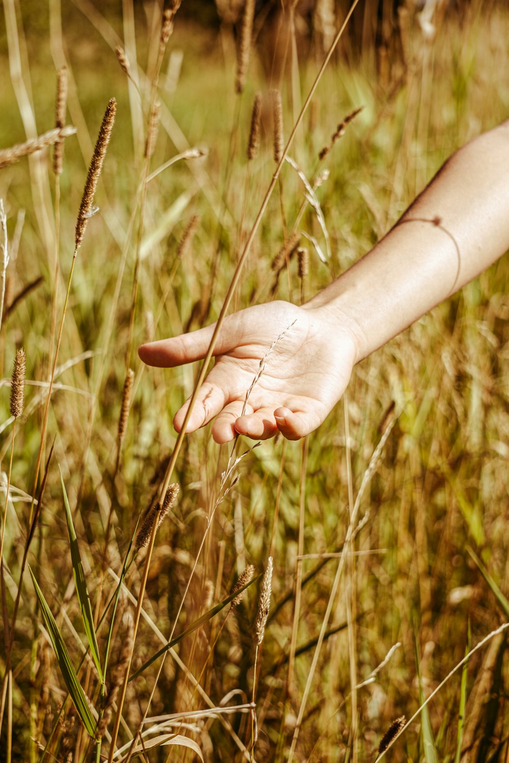 person holding brown grass during daytime