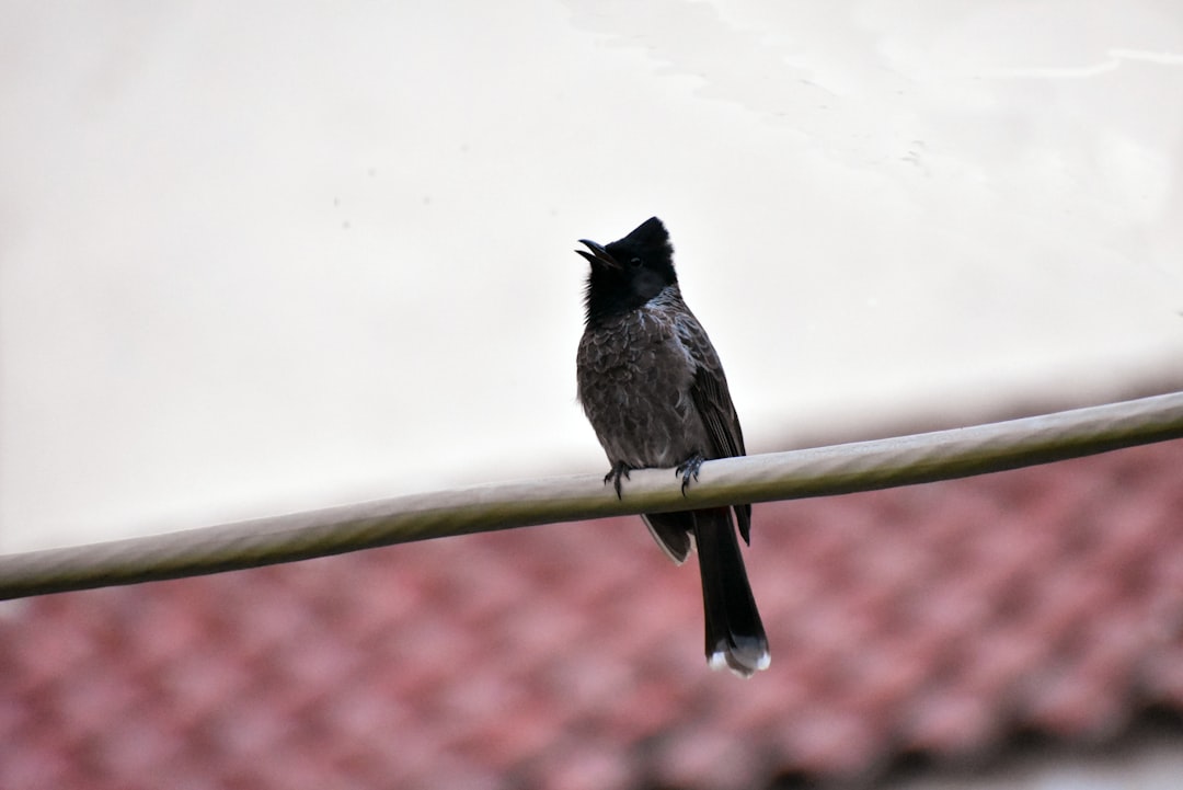 Wildlife photo spot Vasant Kunj Delhi