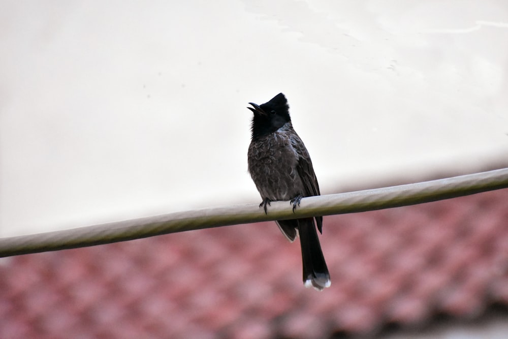 black bird on brown wooden stick