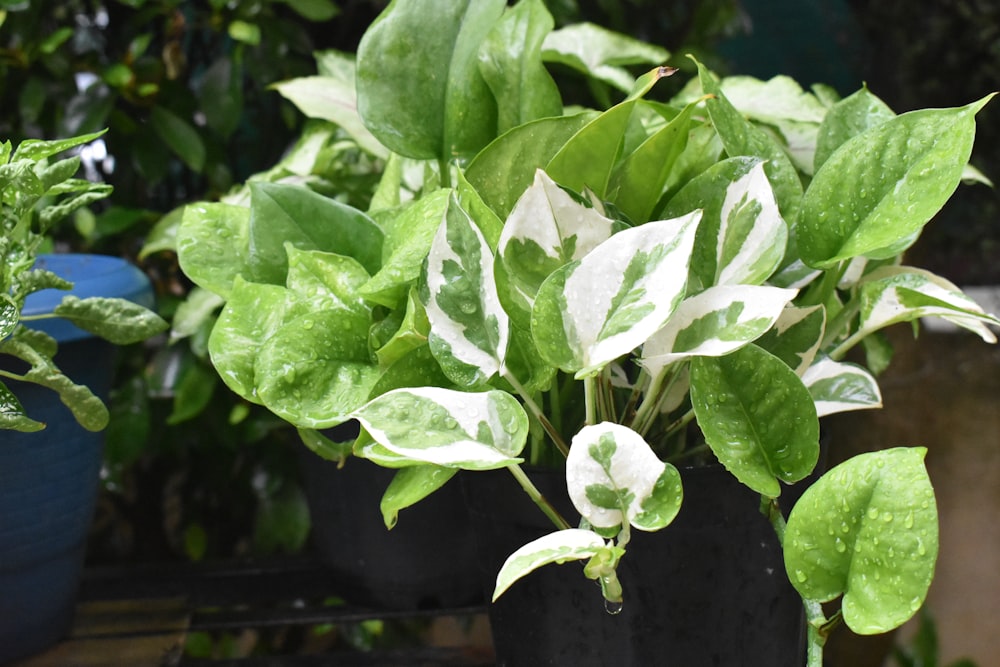 pianta verde con fiori bianchi