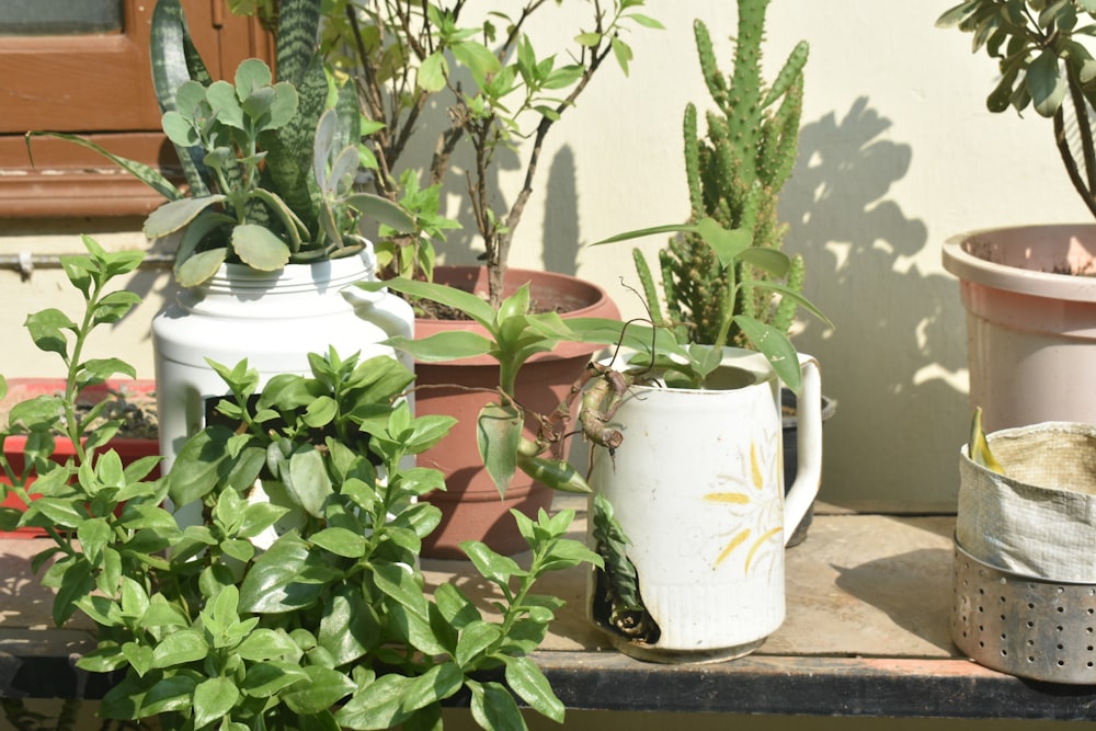 green plant on white ceramic pot