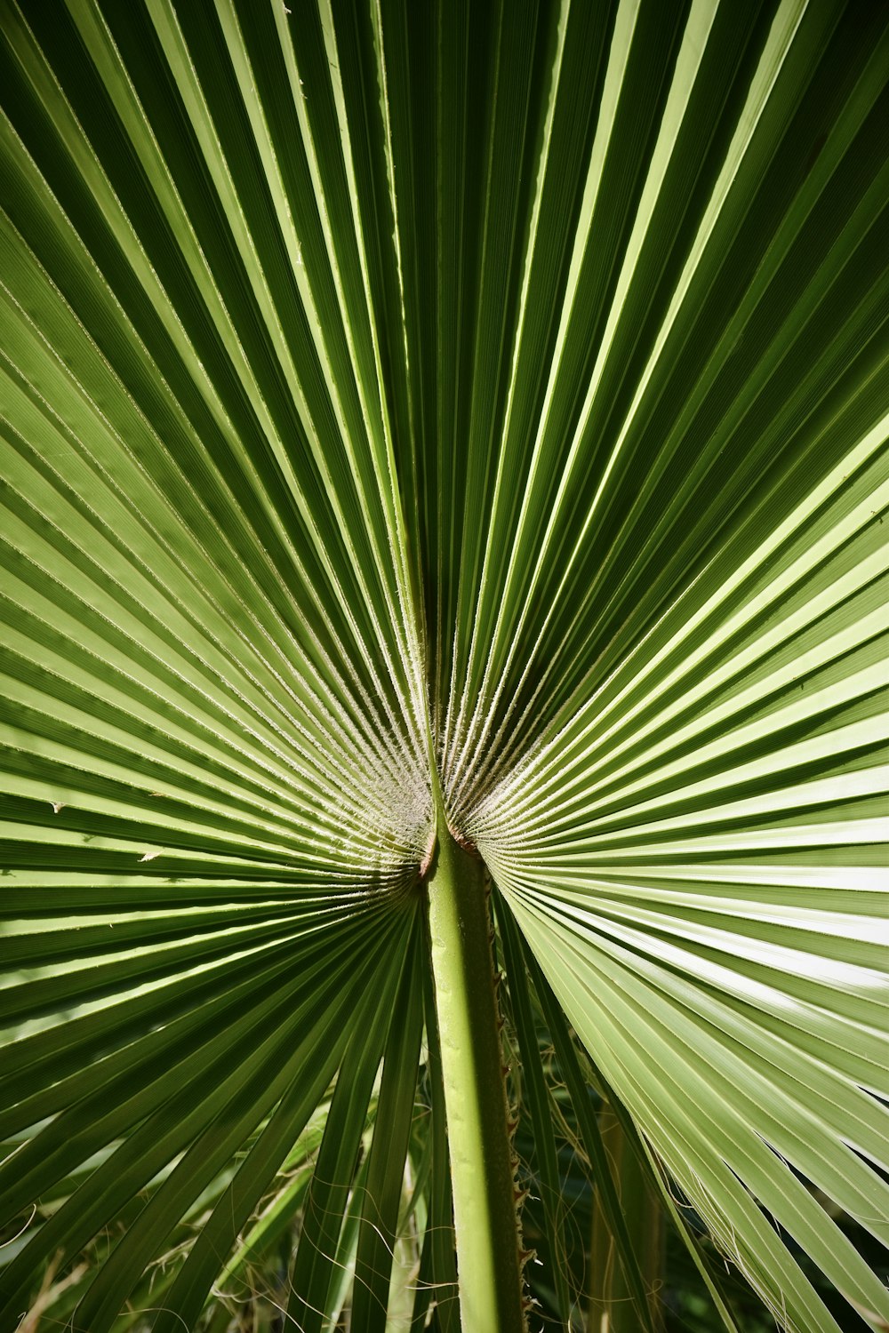 pianta di palma a ventaglio verde in fotografia ravvicinata
