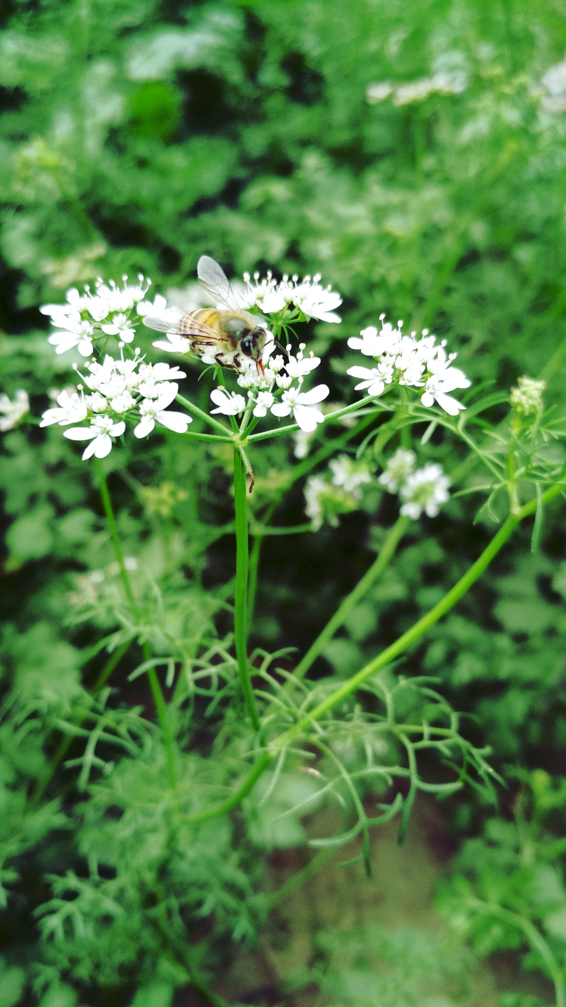 gray computer monitor