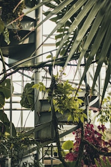 A lush, green environment featuring various types of foliage, including large leaves and vines. The background includes a metal structure, possibly a staircase, with natural light filtering through the leaves. Some red plants add contrast to the predominantly green scene.