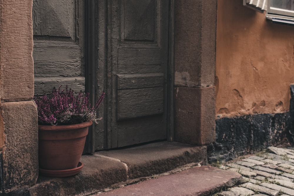 brown wooden door with red flower in brown clay pot