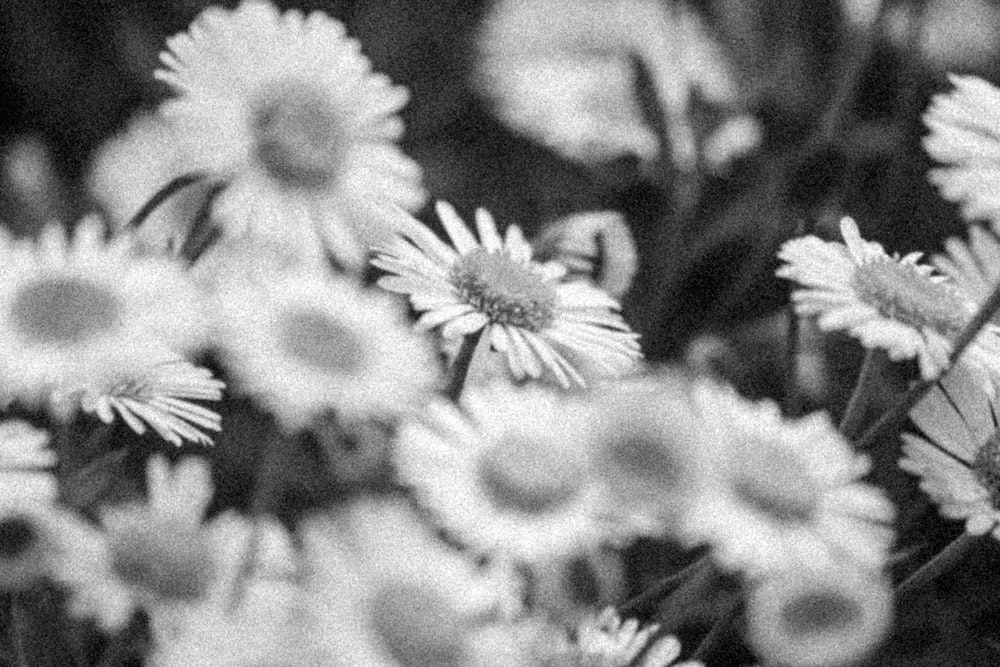 greyscale photo of white flowers