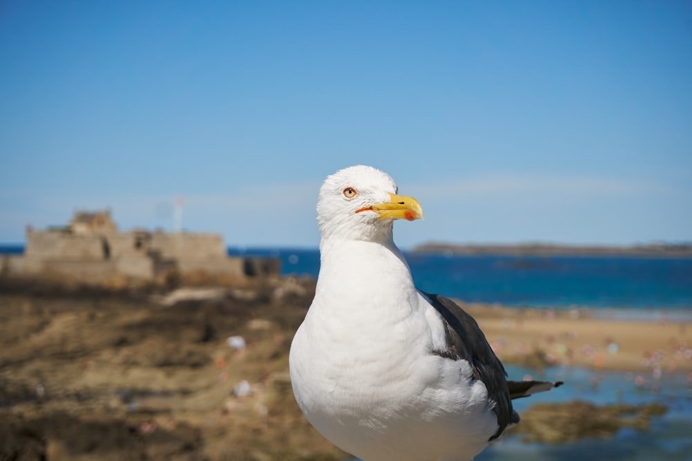 white and black bird on brown rock during daytime