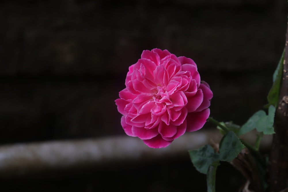 pink rose in bloom in close up photography