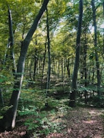 Drone footage of a dense forest with sunlight filtering through the trees.