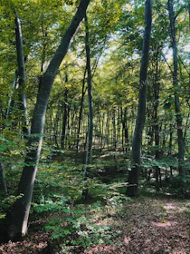 Close-up of a dense European forest with sunlight filtering through tall trees.