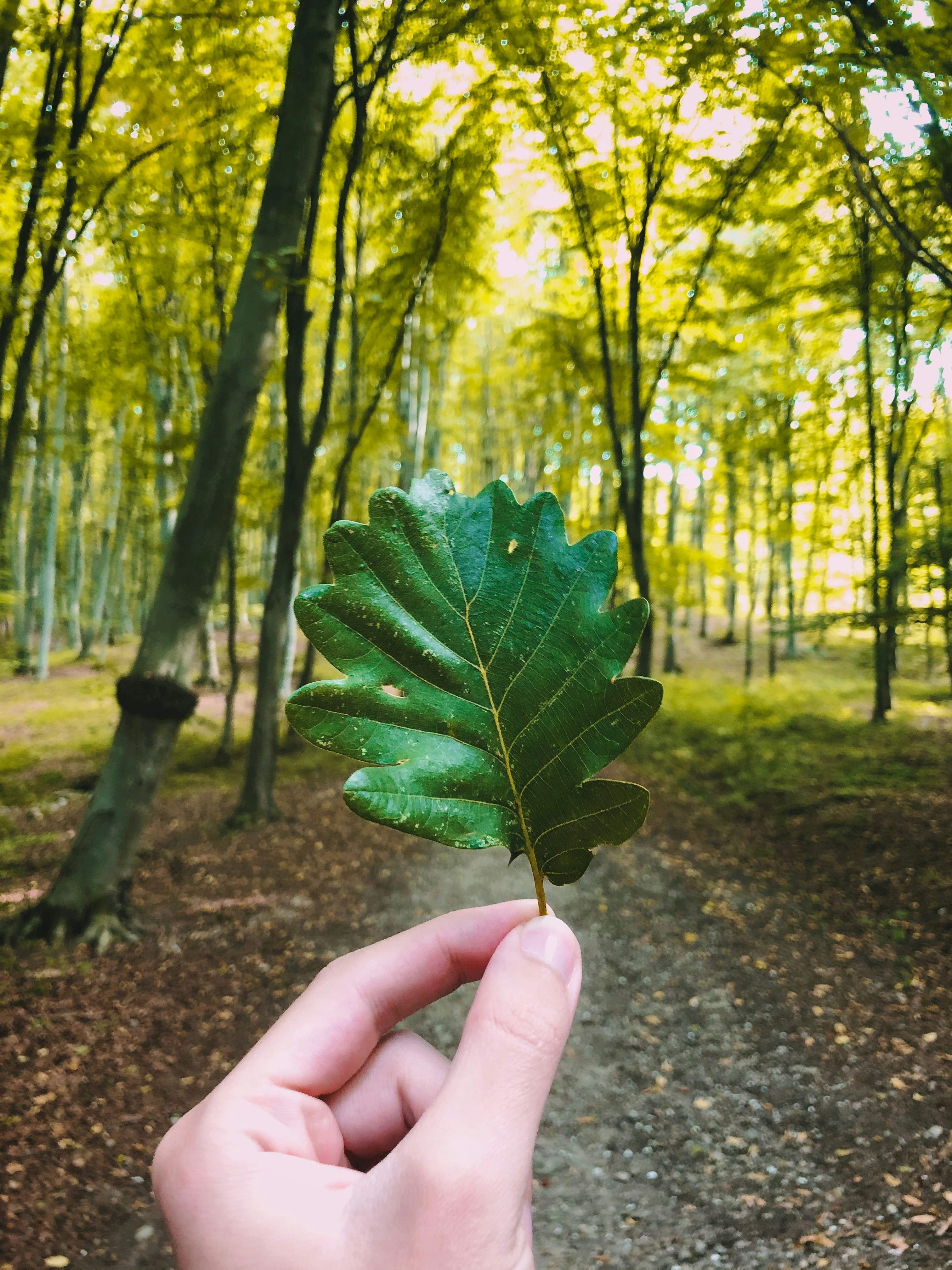 person holding green leaf during daytime