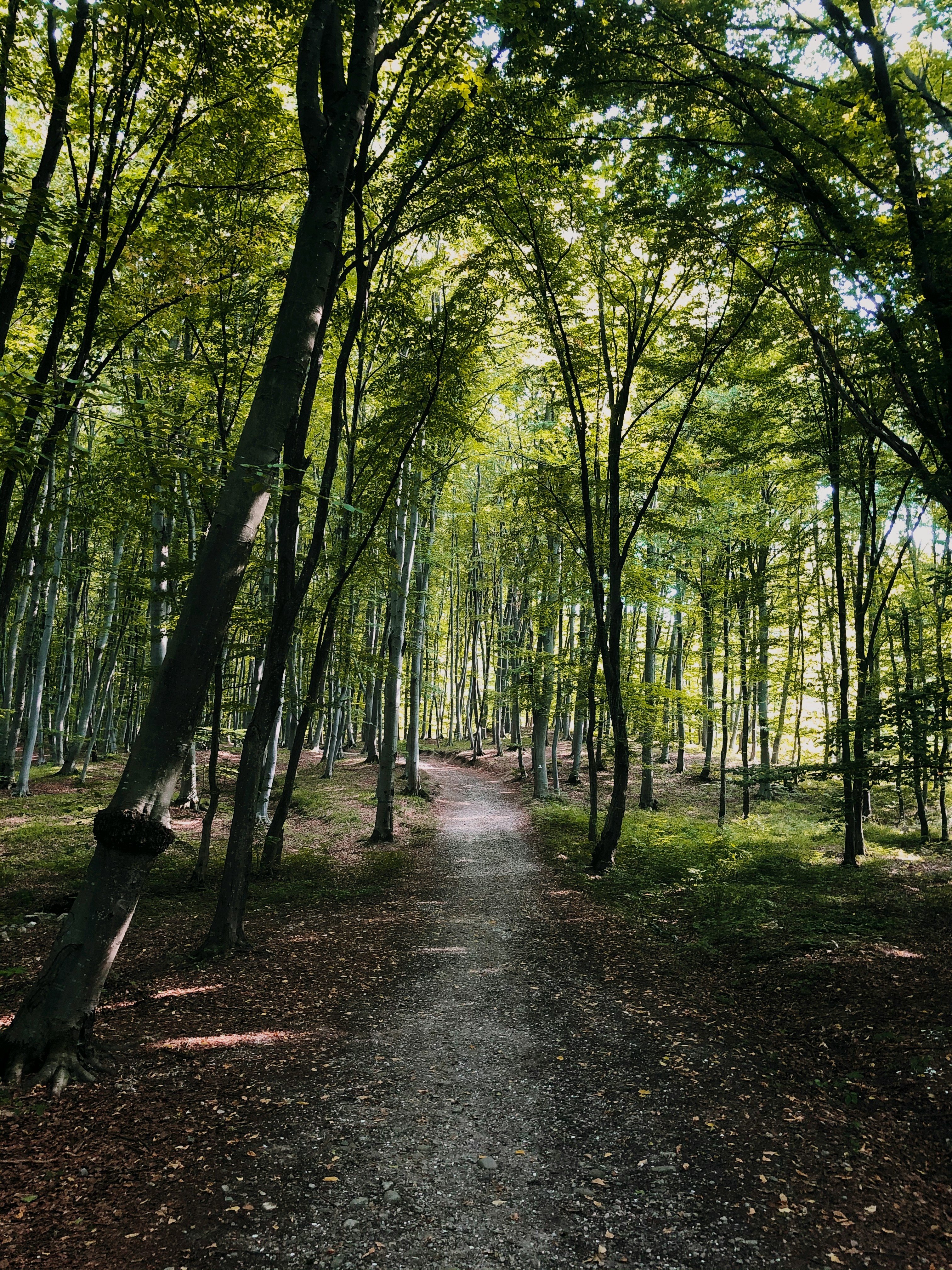 Photo by stefangalescu