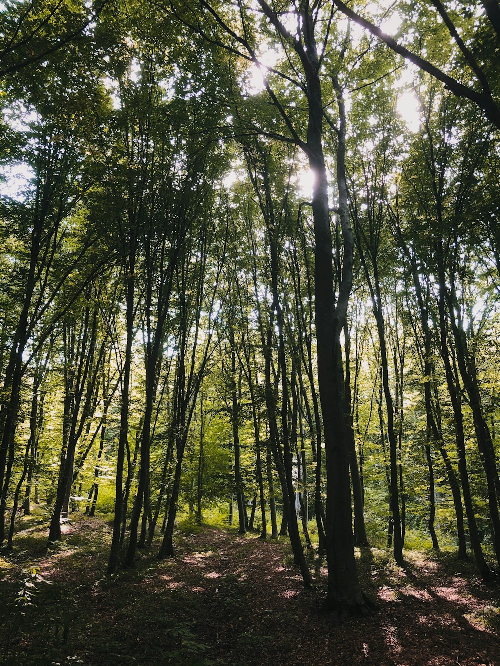 green trees under white sky during daytime