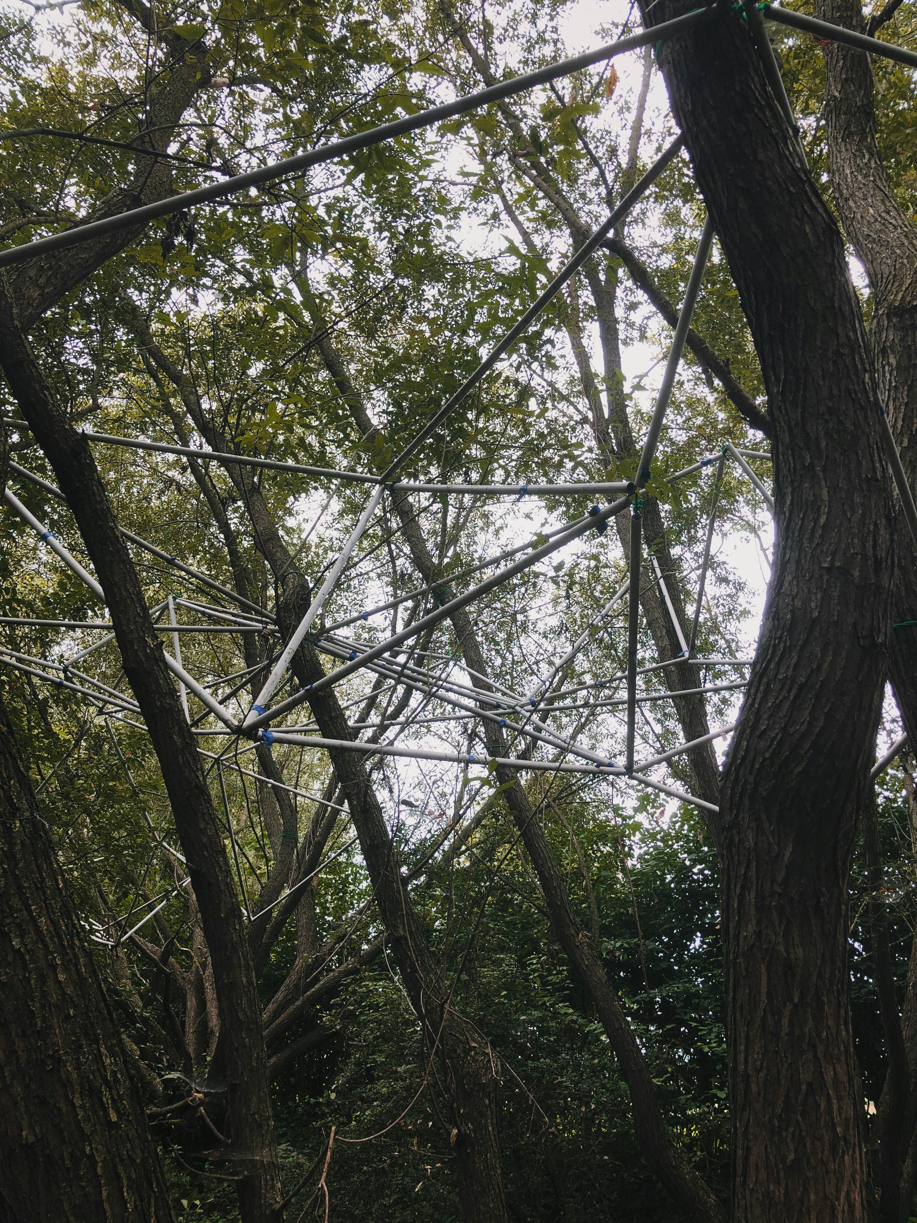 green trees under white sky during daytime