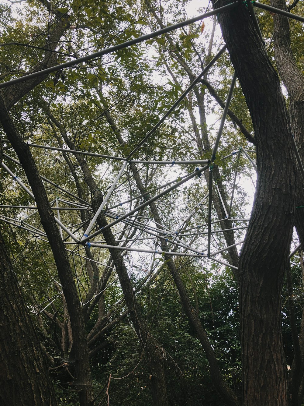 green trees under white sky during daytime