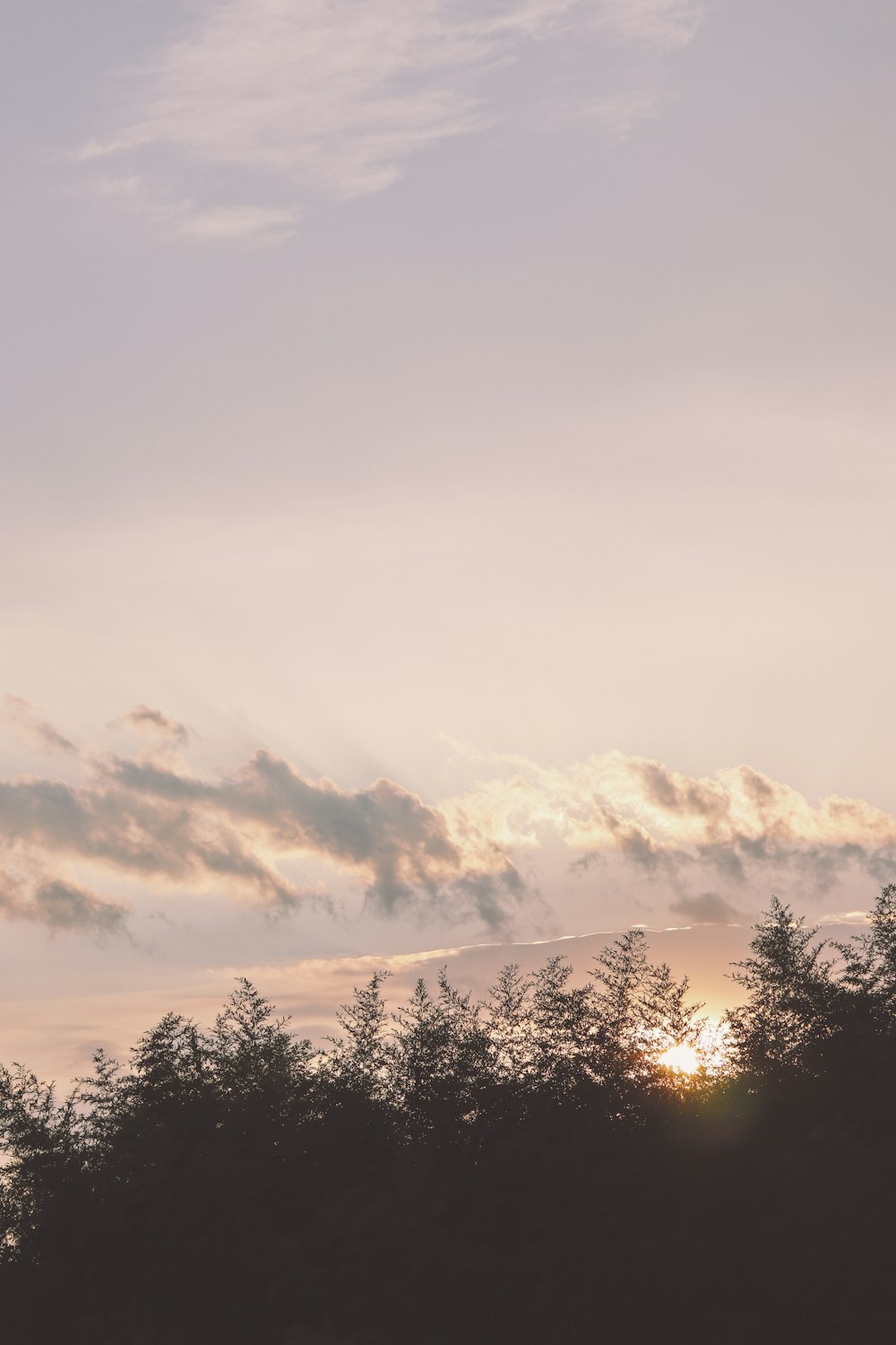 silhouette of trees and mountains during daytime