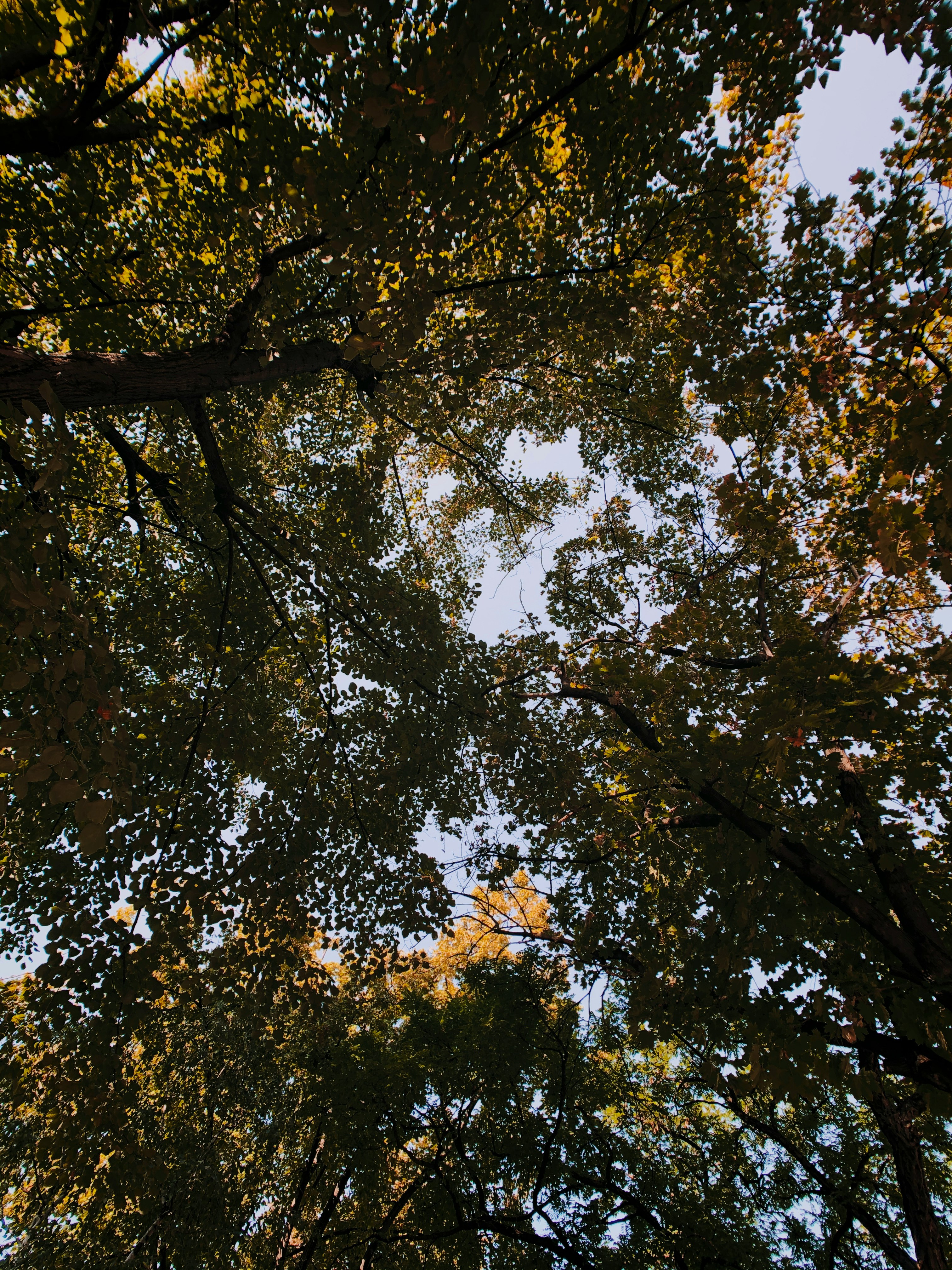 green and brown tree during daytime